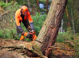 Professional  Tree Services in Maiden, NC