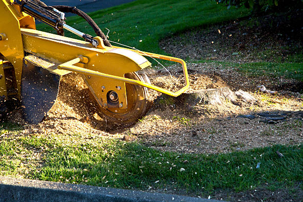 Best Root Management and Removal  in Maiden, NC