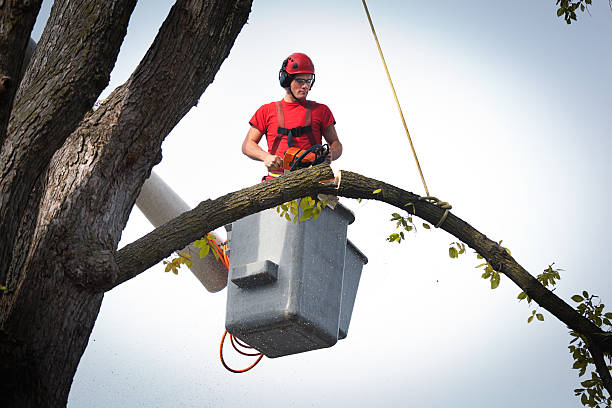 Best Tree Mulching  in Maiden, NC